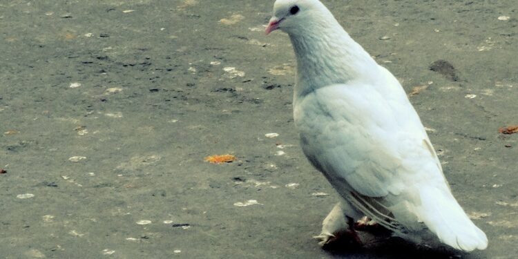 „Kampf für Frieden ist Klassenkampf!“